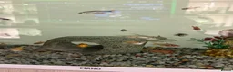 Other/Mixed Breed fish for sale: Mixed tropical fish  - Advert 3
