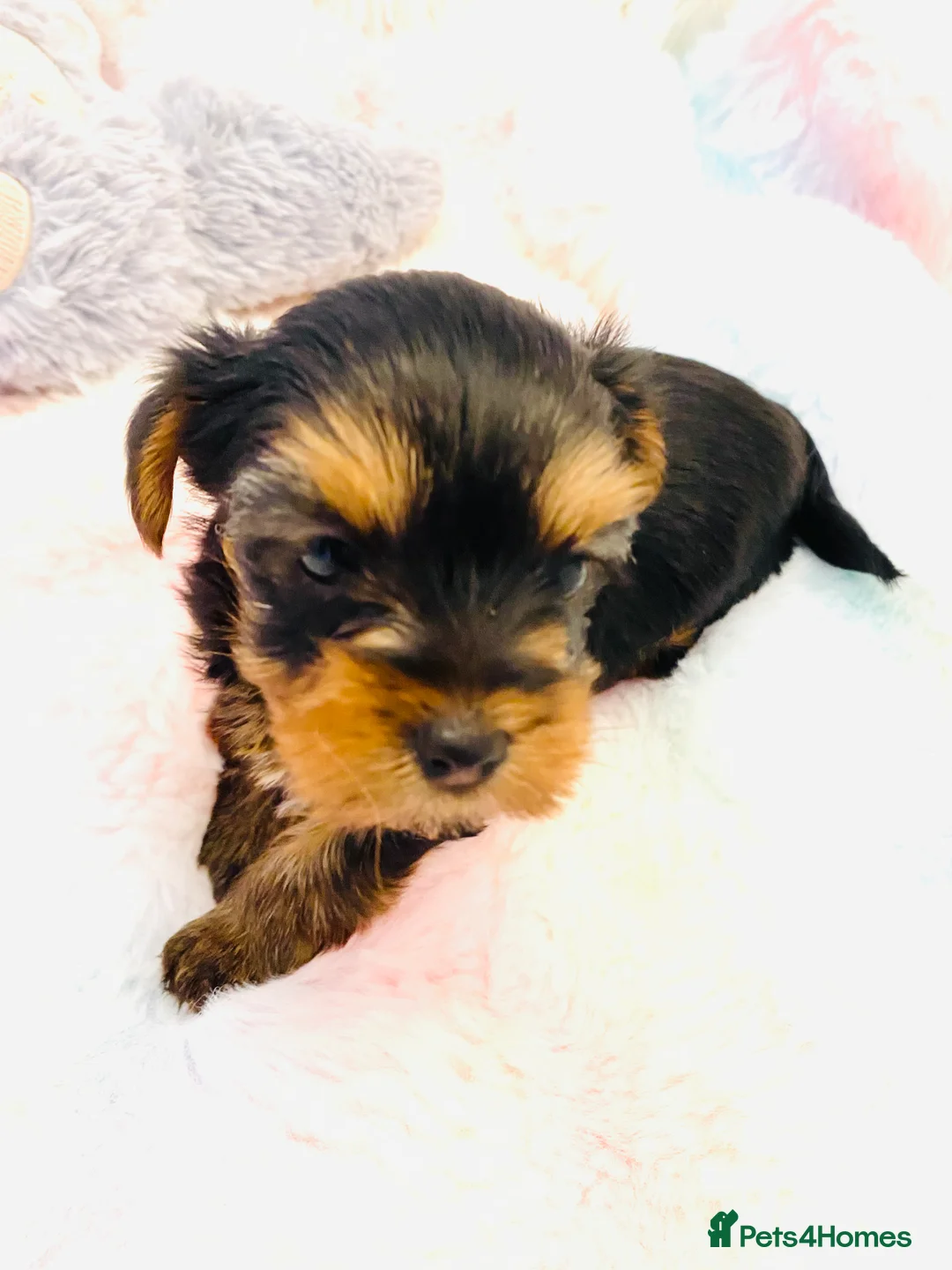 Yorkshire Terrier dogs for sale: KC Registered Yorkshire terrier puppy’s  - Advert 9