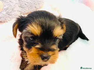 Yorkshire Terrier dogs KC Registered Yorkshire terrier puppy’s - Advert 10
