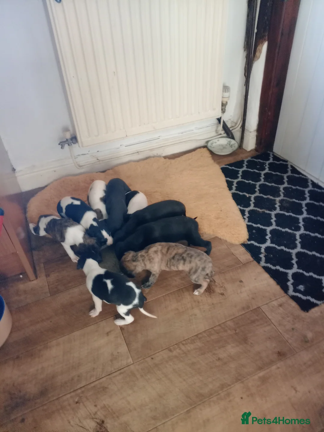 Whippet dogs for sale: K C registered whippet puppies  - Advert 2