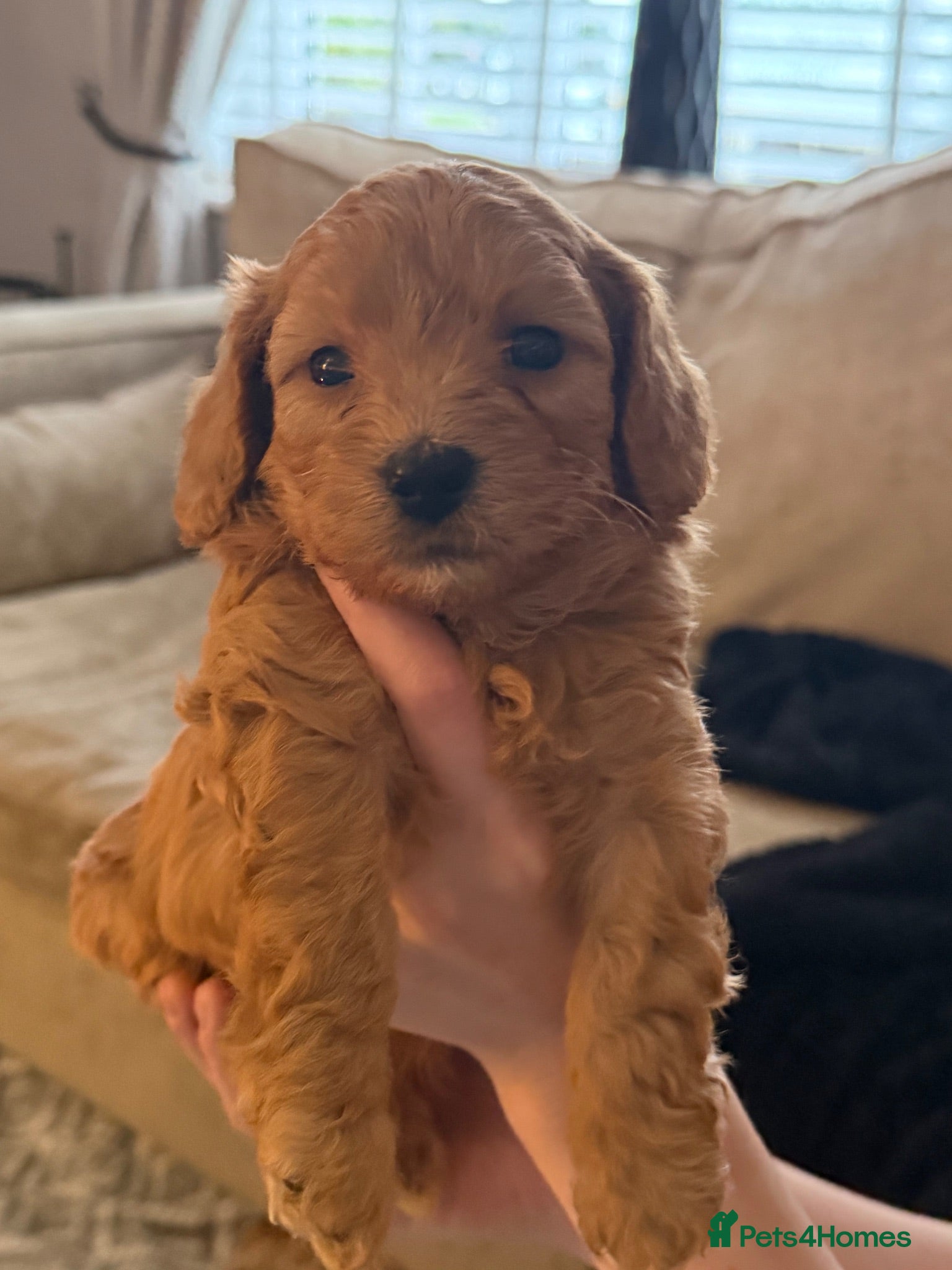 Cavapoochon dogs 🌟🌟2 Beautiful Boys remaining 🌟🌟 - Advert 1