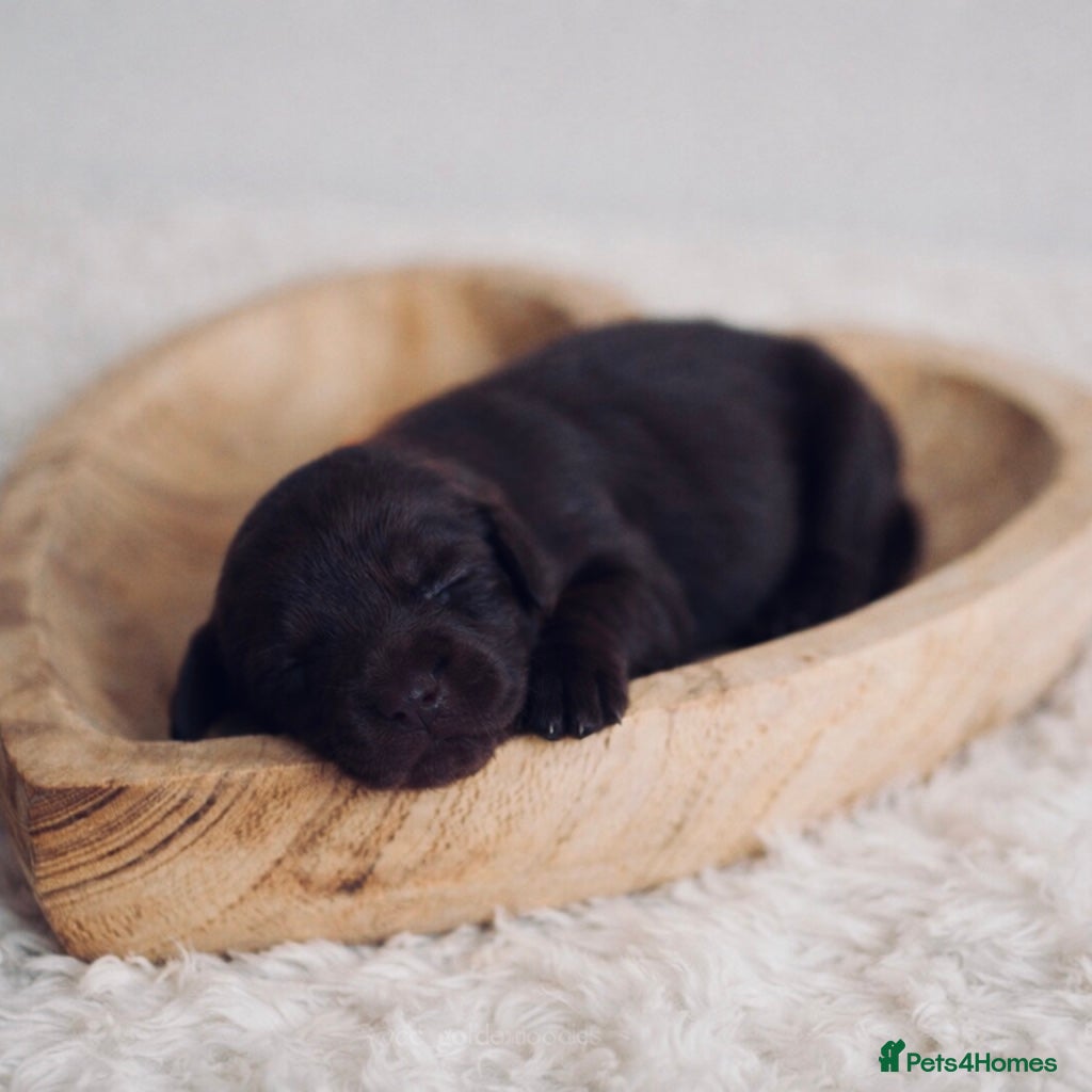 Labrador Retriever dogs Chocolate Labradors KC  - Advert 2