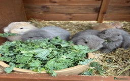 French Lop rabbits for sale: Stunning pure bred French lops  - Image 13