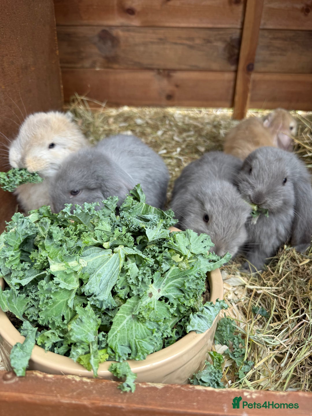 French Lop rabbits for sale: Stunning pure bred French lops  - Image 13