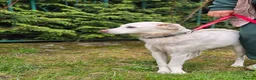 Mixed Breed dogs for adoption: ❤️BELLA❤️ Full of Love, Joy and Life - Advert 8