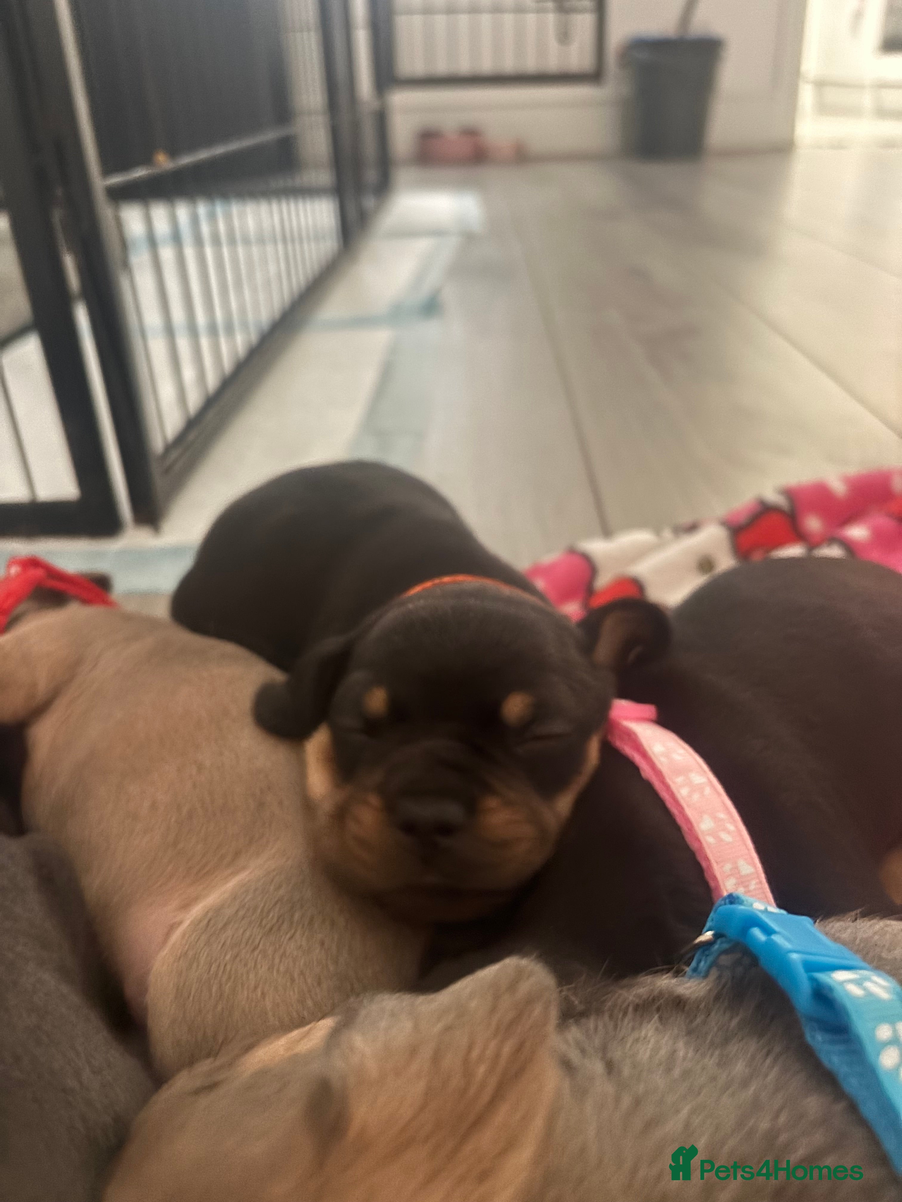 Mixed Breed dogs 7 French wieners   - Advert 2