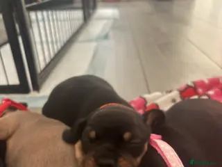 Mixed Breed dogs 7 French wieners - Advert 2