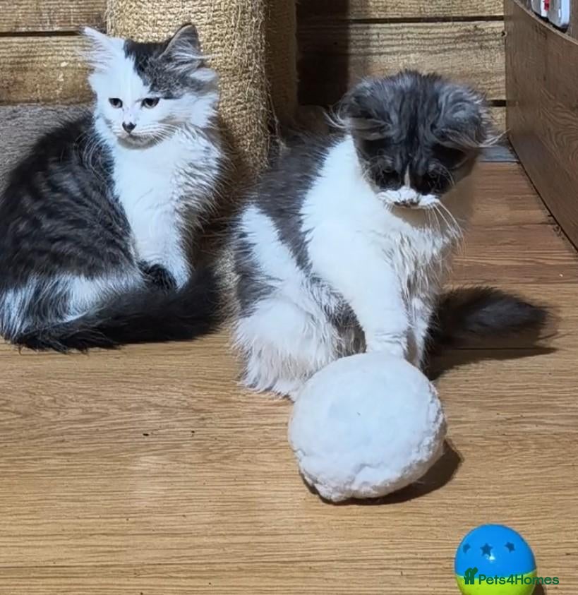 Siberian cats Siberian kittens with pedigree READY TO GO  - Advert 6
