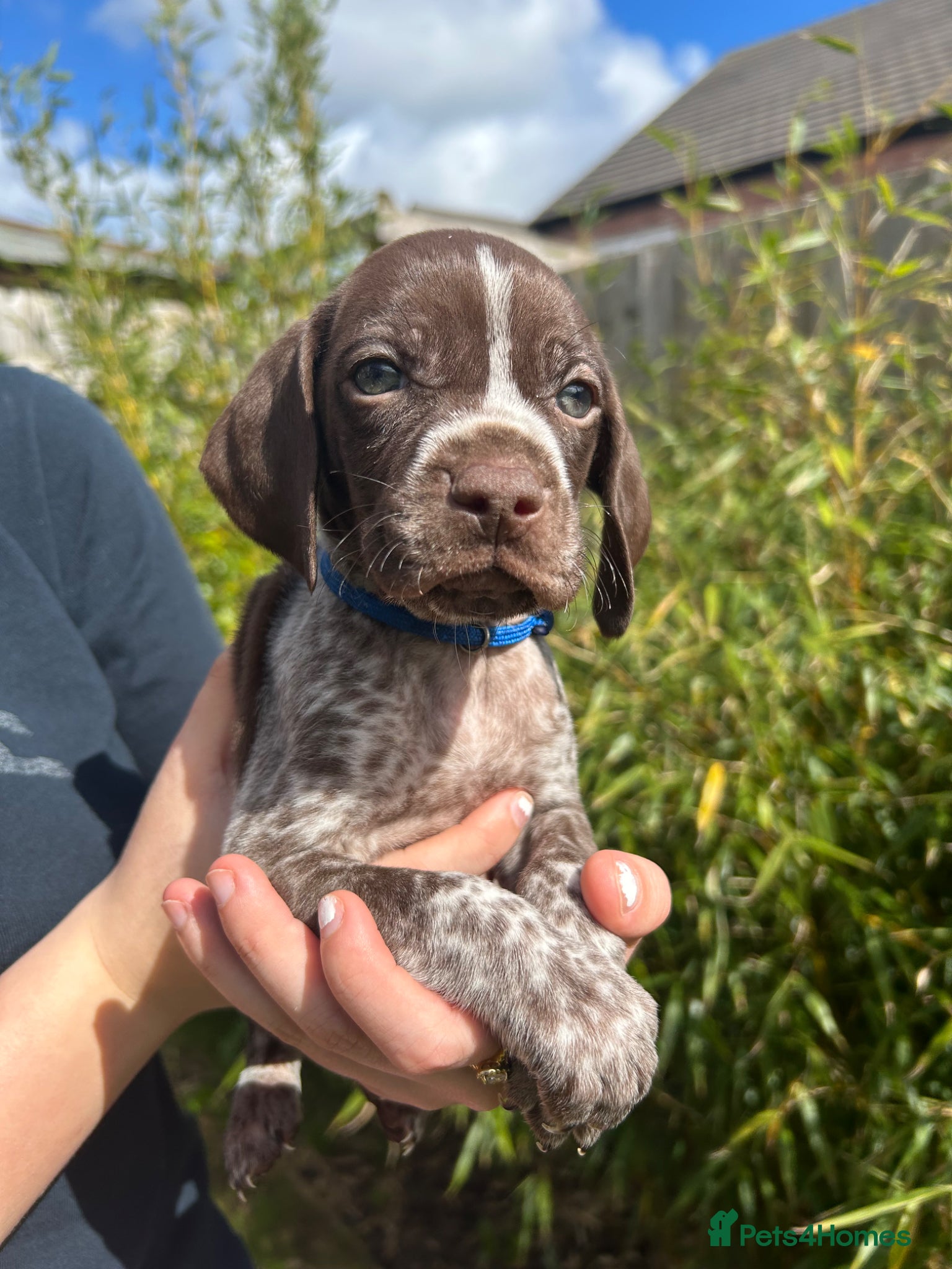 German Shorthaired Pointer dogs Pure KC GSP Puppies for sale! (1 boy left!) - Advert 1