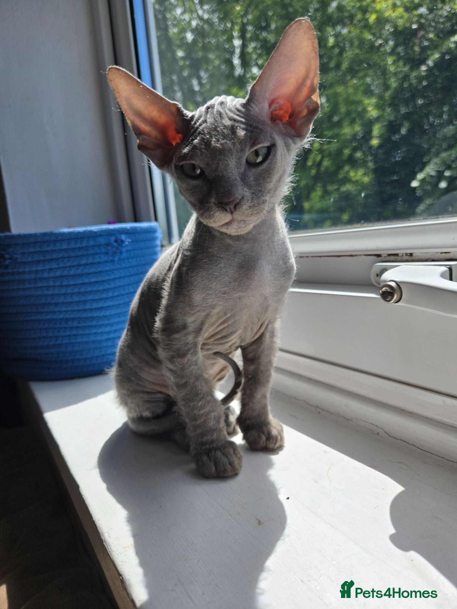 Mixed Breed cats Silver BioVelvet Males – TICA Lines Velvet Texture - Advert 1