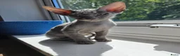 Mixed Breed cats for sale: Silver BioVelvet Males – TICA Lines Velvet Texture - Advert 1