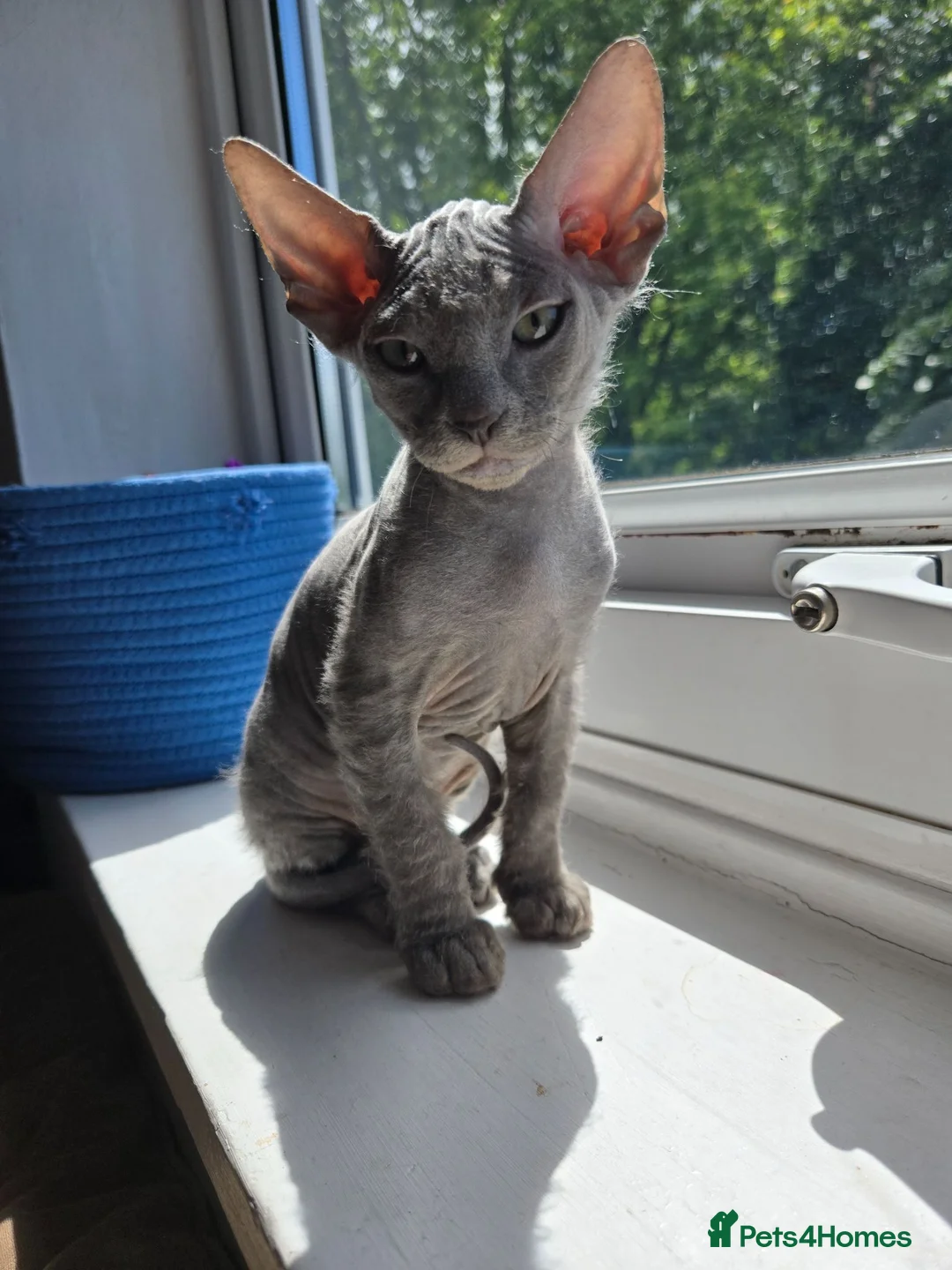 Mixed Breed cats for sale: Silver BioVelvet Males – TICA Lines Velvet Texture - Advert 1