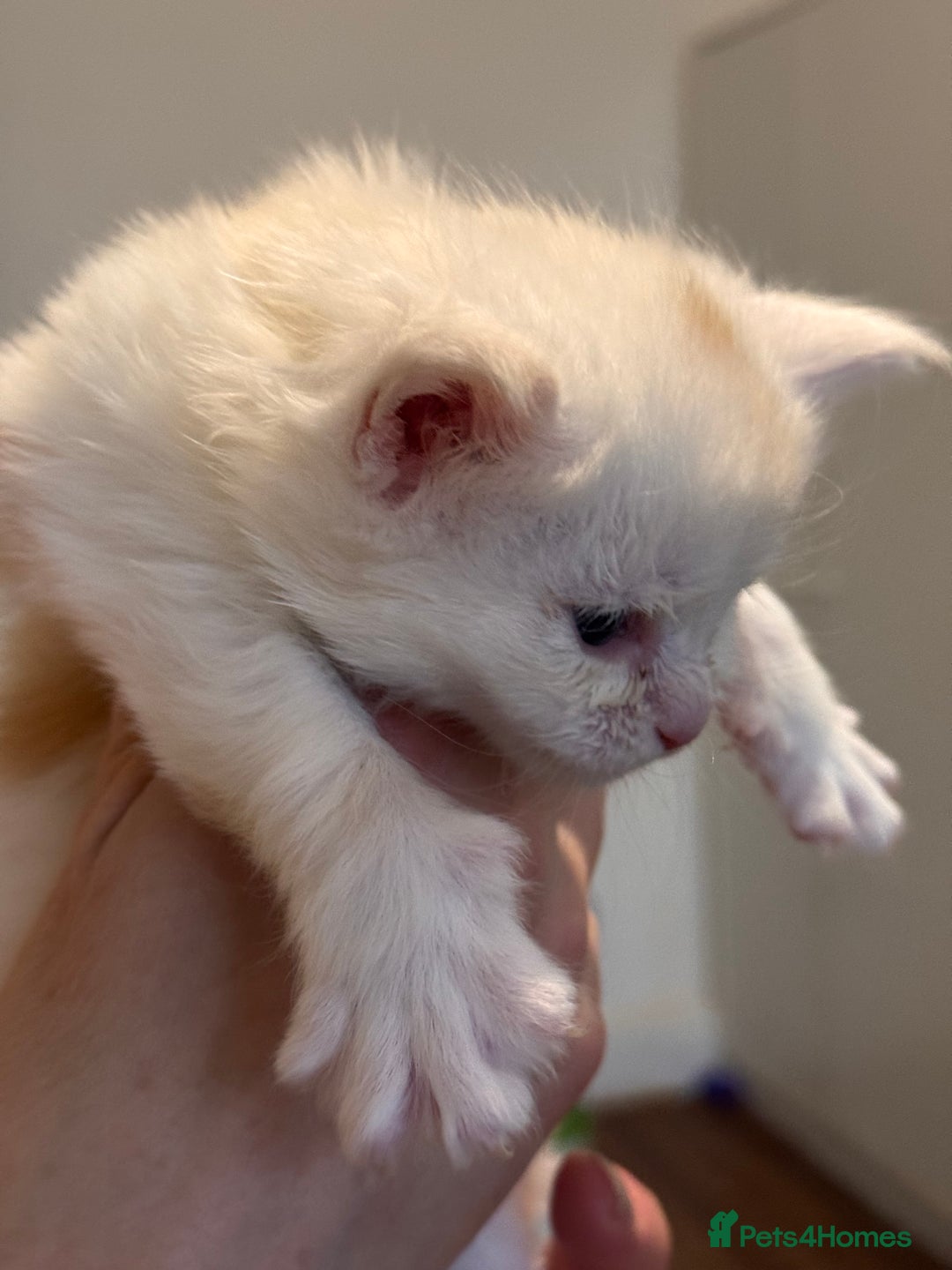 Maine Coon cats for sale: Gorgeous Shaded Line Maine Coon Kittens - Advert 19