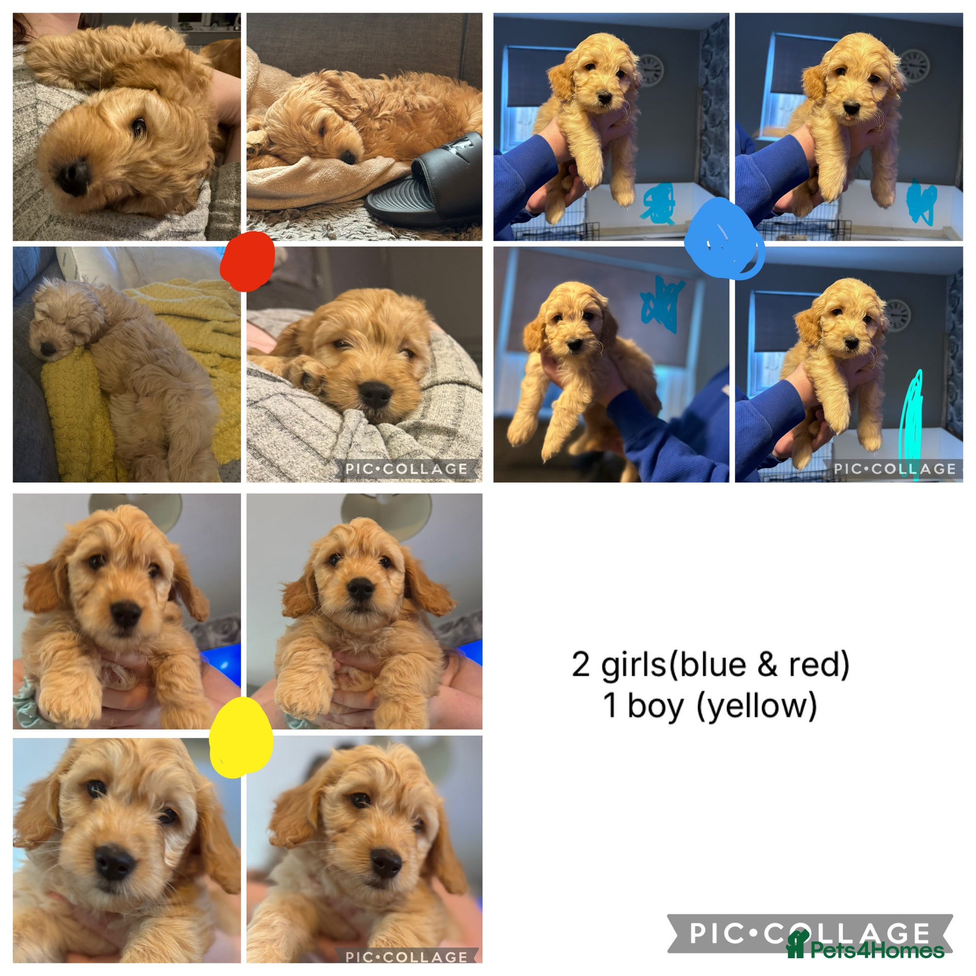 Goldendoodle dogs  F1 mini Goldendoodles **ready to go** - Advert 1