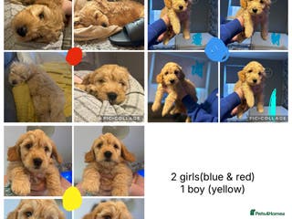 Goldendoodle dogs F1 mini Goldendoodles **ready to go** - Advert 1