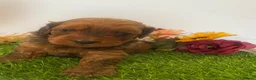 Cavapoo dogs for sale: F1 toy cavapoo puppies  - Advert 15