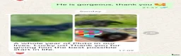 Dachshund dogs for sale: KC miniature smooth haired DNA tested dachshunds  - Advert 25