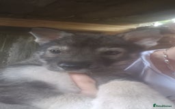 Shepsky dogs for sale: 4 gorgeous puppies - Image 2