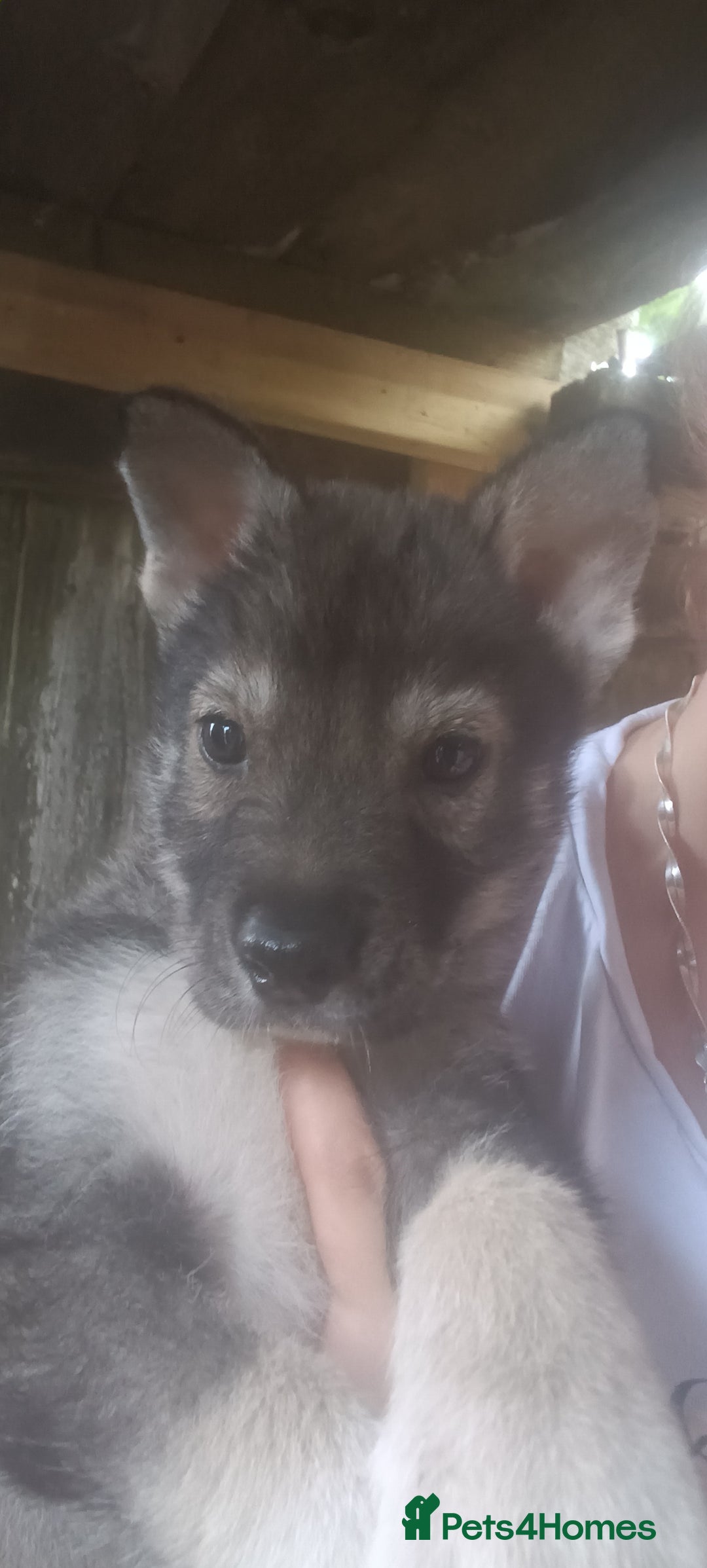 Shepsky dogs for sale: 4 gorgeous puppies - Image 2
