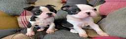 Boston Terrier dogs for sale: 1 BOY LEFT: Adorable KC Boston Puppies  - Advert 9