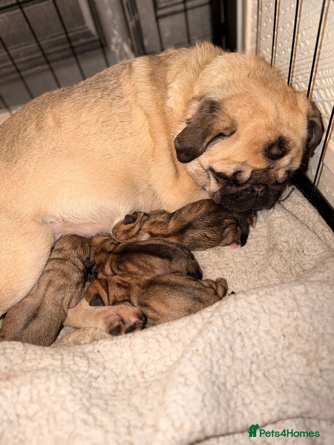 Mixed Breed dogs for sale: Pug x shihtzu puppies  in Redcar - Advert 1