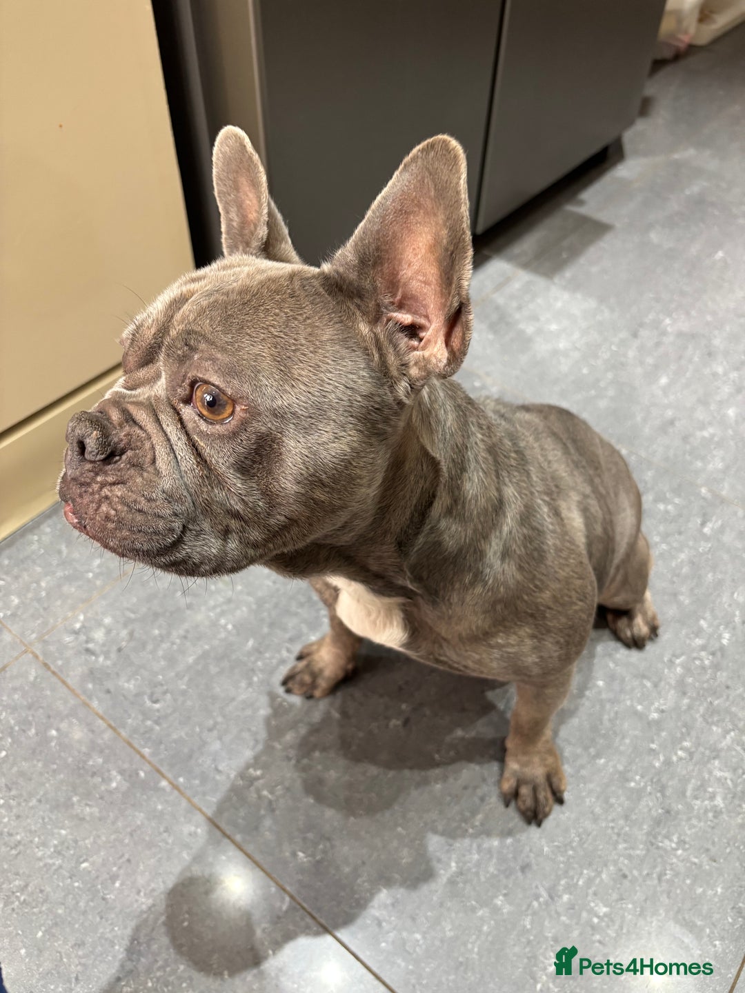 French Bulldog dogs for sale: Frenchie girl 4 years old  - Advert 4