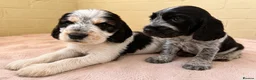 Cocker Spaniel dogs for sale: Outstanding KC Show cocker spaniel puppies - Advert 12