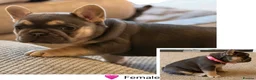 French Bulldog dogs for sale: French bulldog puppies  in Newport - Advert 10