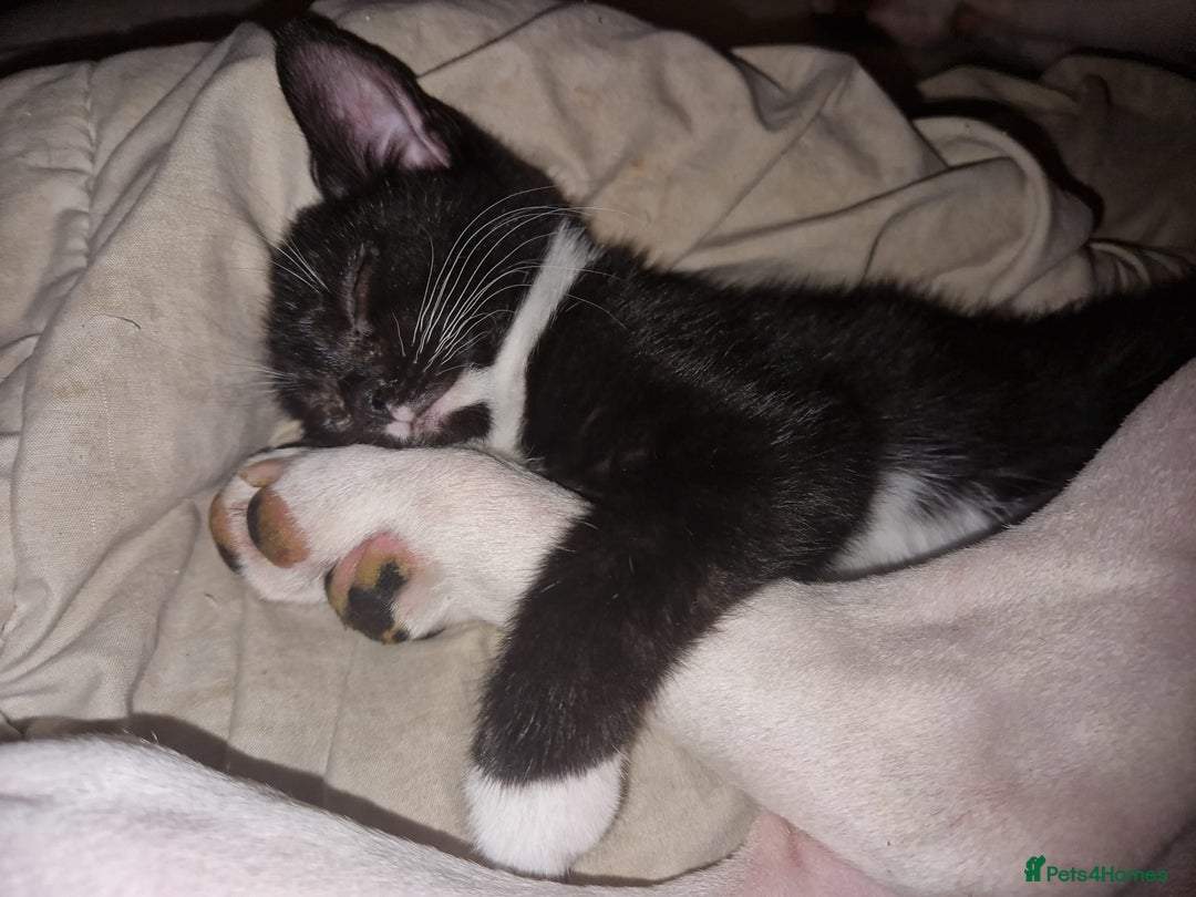 British Shorthair cats for sale: Gorgeous kittens. Boys/girls Can deliver. £60 ono - Advert 2