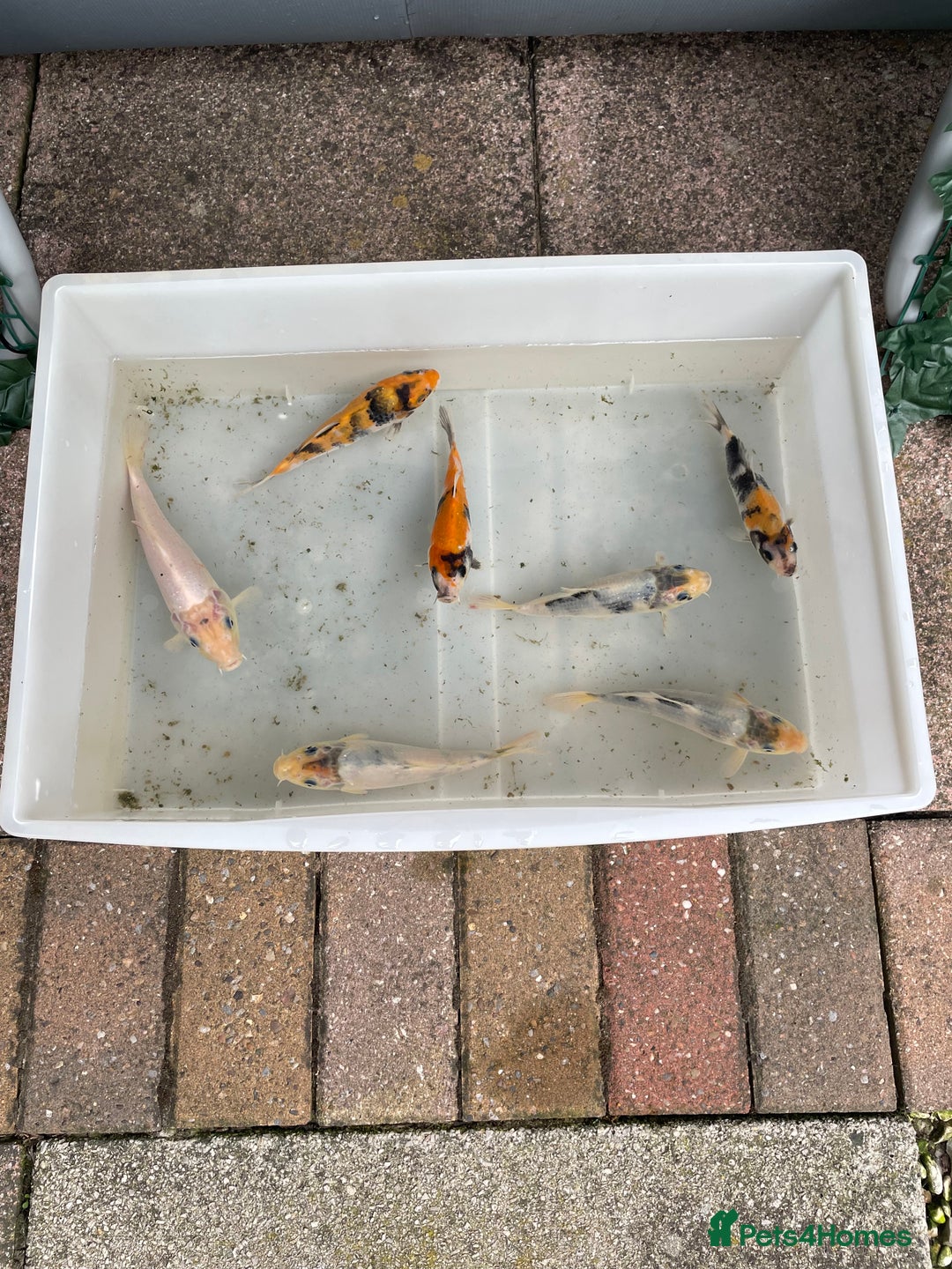Koi Carp fish for sale: 💥QUALITY KOI CARP COLOURFUL NICE SELECTION💥 - Image 20