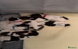 Sprocker dogs for sale:  sprocker spaniel pups for sale!  - Advert 2