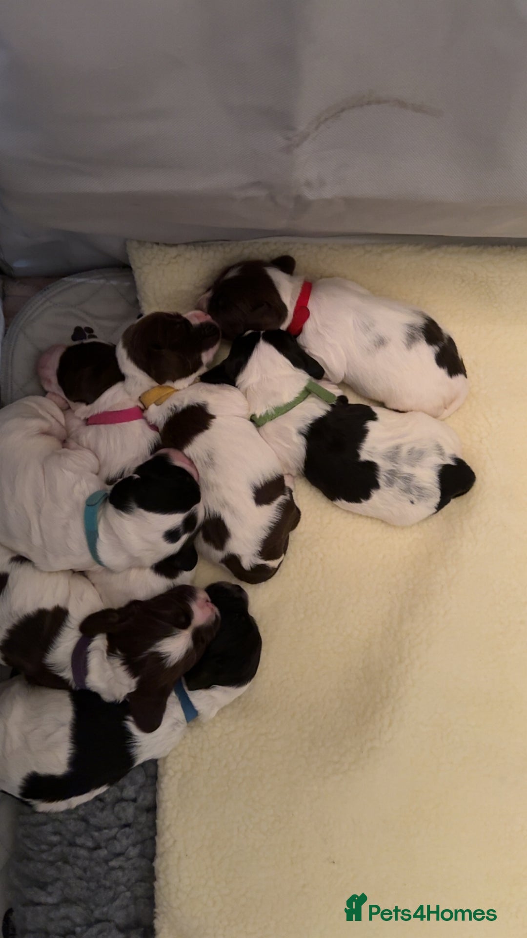 Sprocker dogs for sale:  sprocker spaniel pups for sale!  - Advert 2
