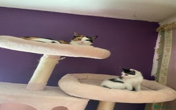 Ragcoon cats for sale: Cute male kitten last in litter  - Image 6