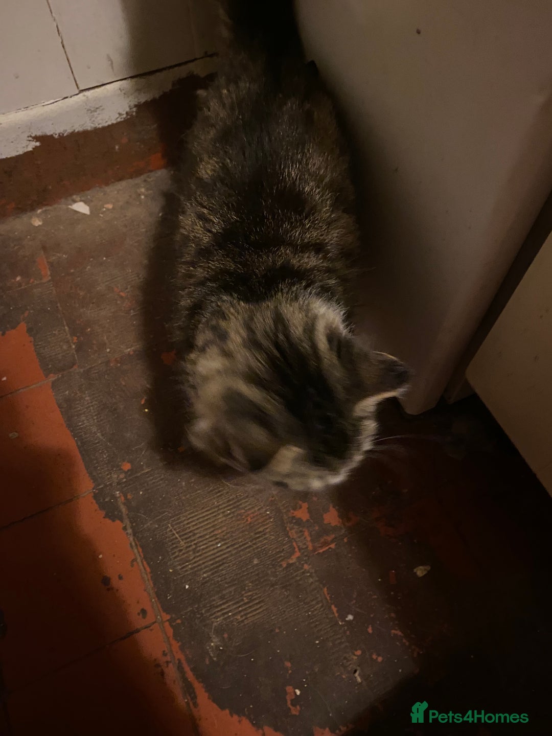 British Longhair cats for sale: Lovely Kittens - Advert 23