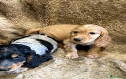 Cocker Spaniel dogs for sale: Beautiful Cocker Spaniel Litter - Image 10