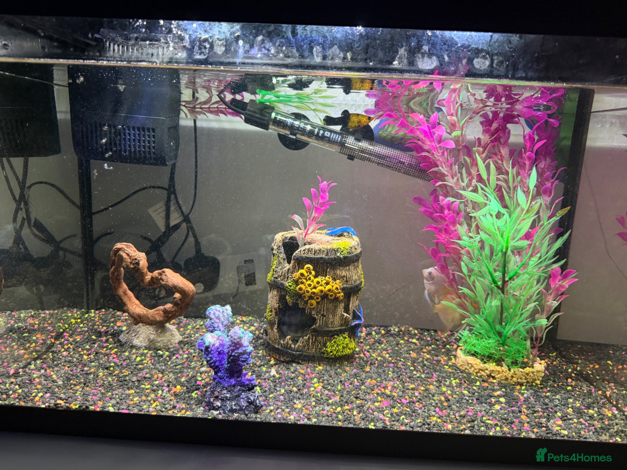 Angelfish fish 2 tropical angelfish including tank and items - Advert 3