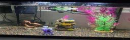 Angelfish fish for sale: 2 tropical angelfish including tank and items - Advert 1