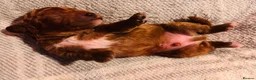 Cavapoo dogs for sale: Cavapoo Puppies - Deposits ready to be taken. - Advert 7