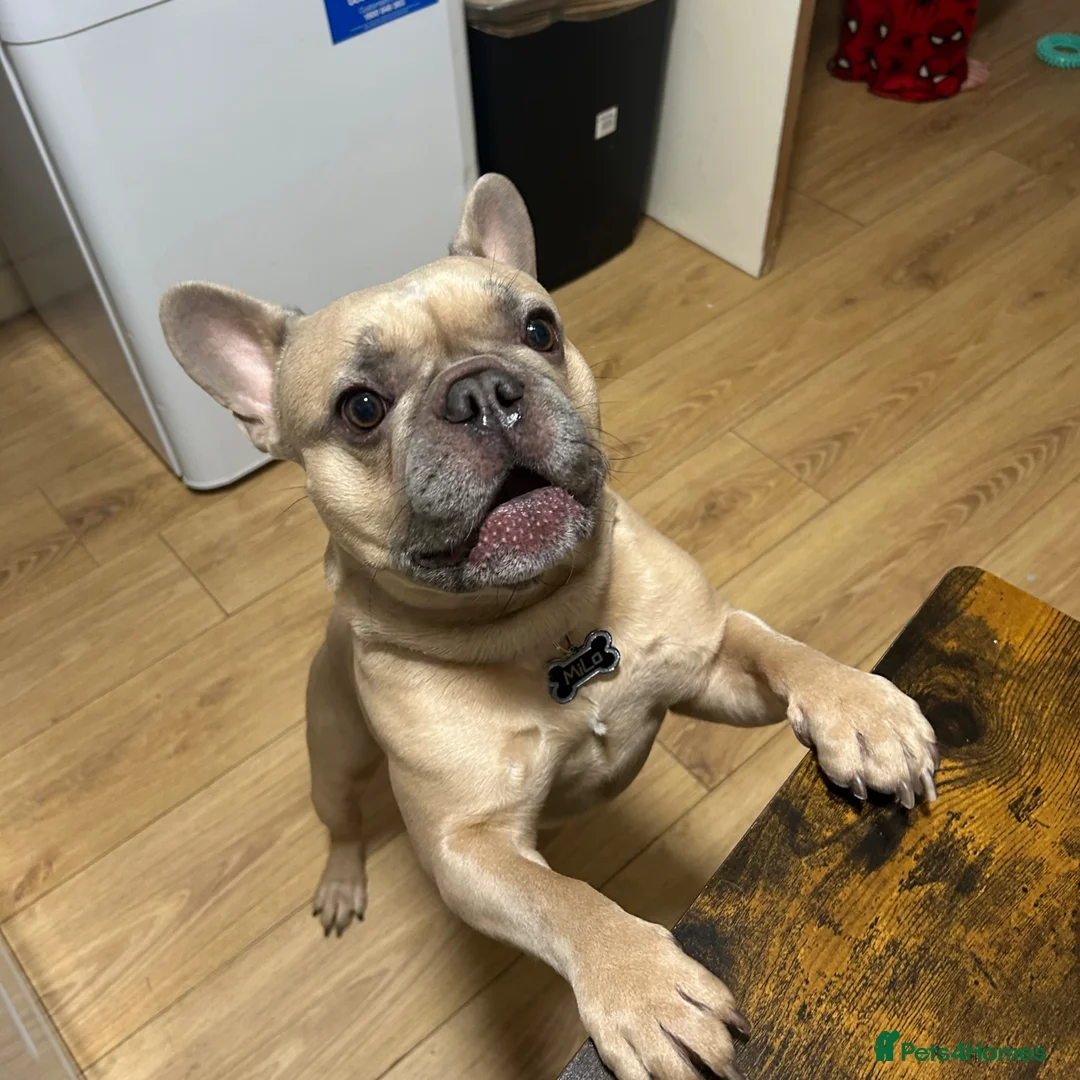 French Bulldog dogs for stud: Beautiful French bulldog  in Leicester - Advert 19