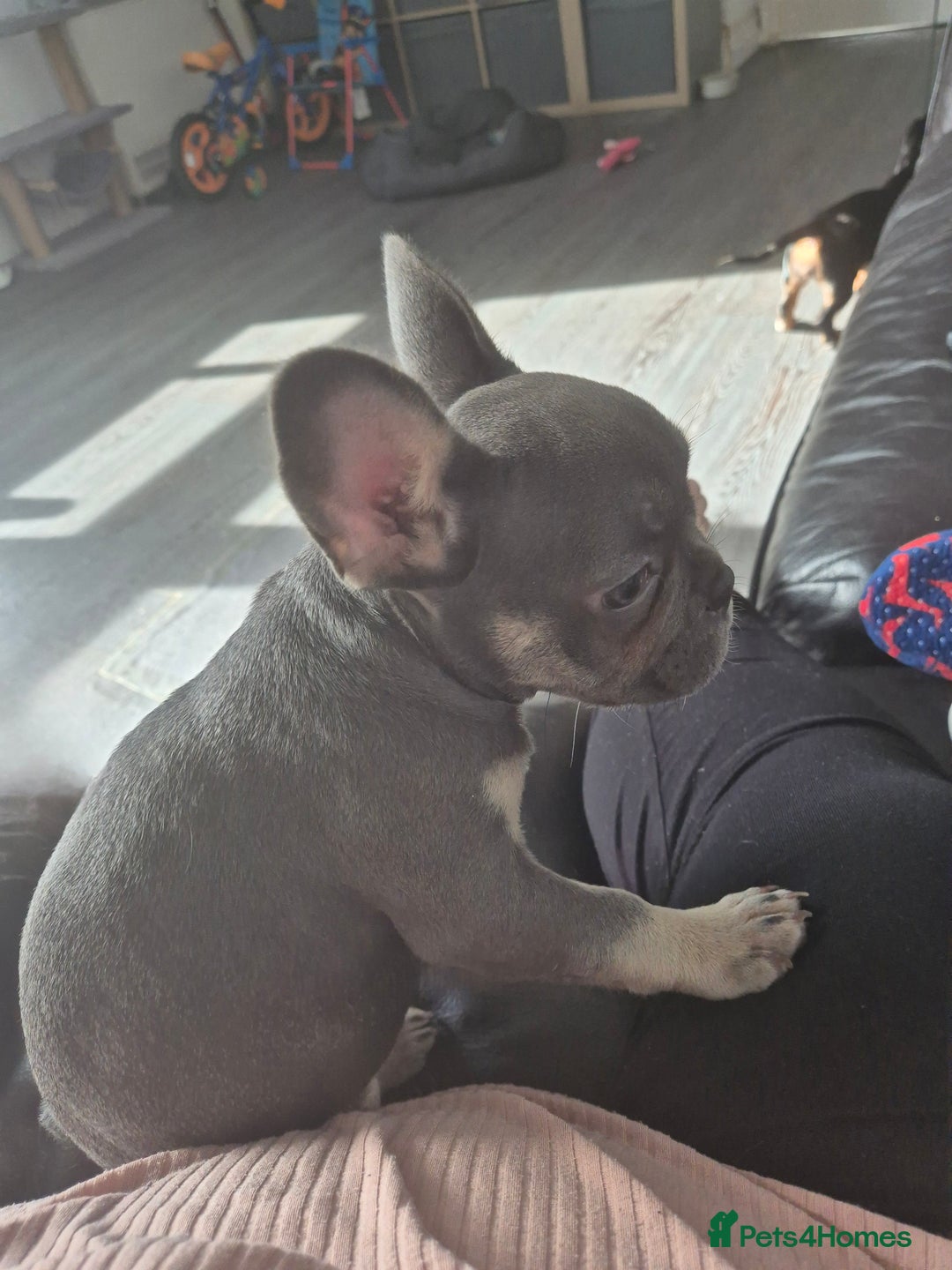 French Bulldog dogs for sale: Beautiful Belle - Image 3