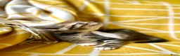 Mixed Breed cats for sale: Beautiful, Friendly Mixed Breed Tabby & White in Dartmouth - Advert 7