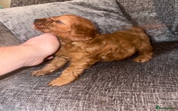Cockapoo dogs for sale: Red cockapoo boy  - Image 4