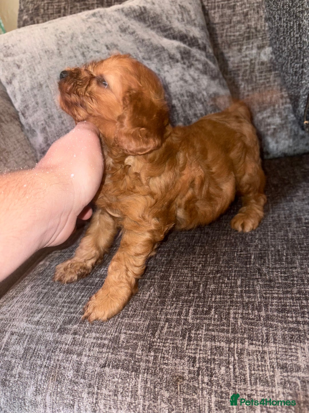 Cockapoo dogs for sale: Red cockapoo boy  - Image 4