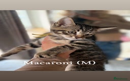 Siberian cats for sale: Siberian x kittens  - Image 3