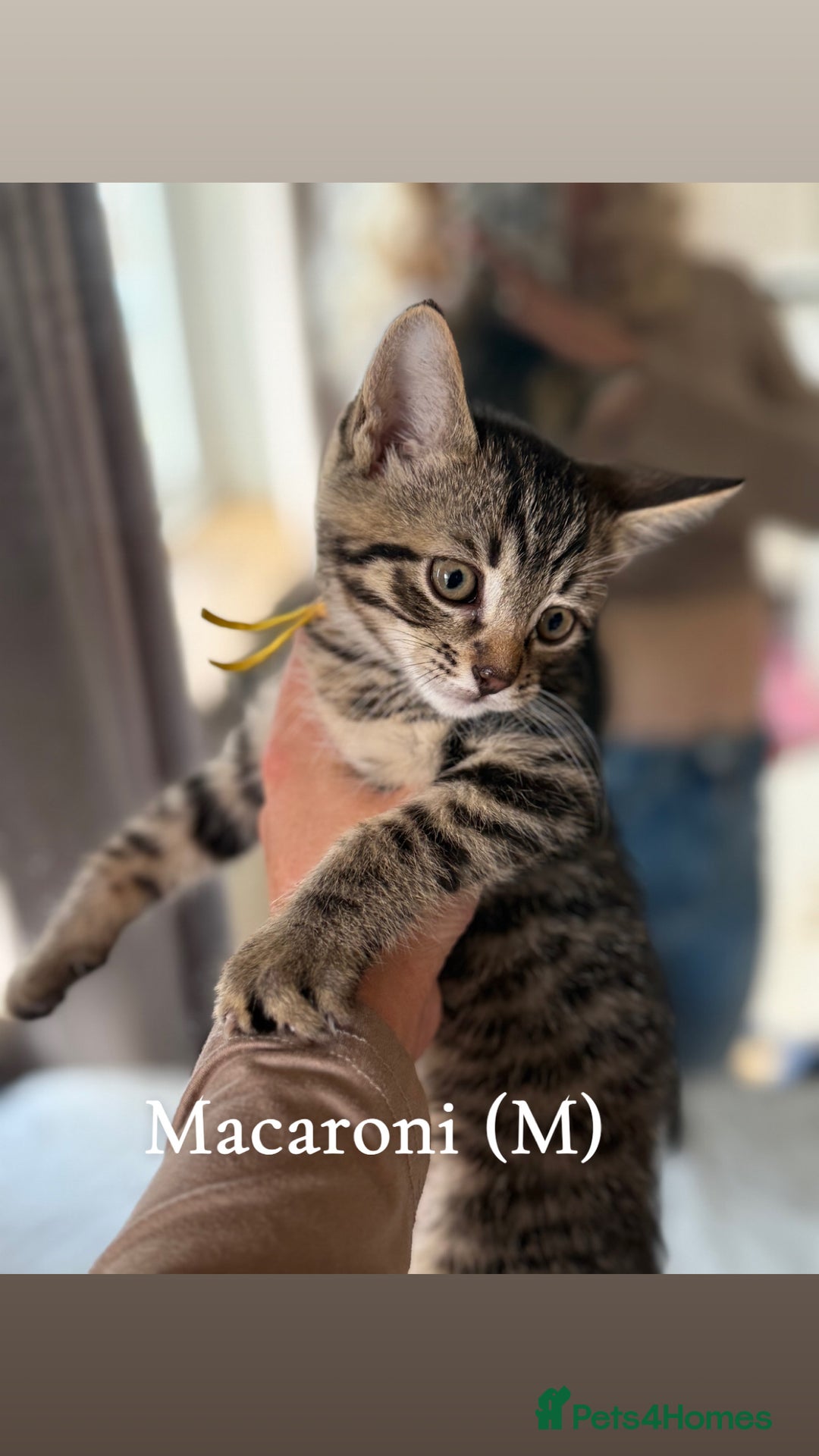 Siberian cats for sale: Siberian x kittens  - Image 3