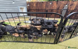 German Shepherd dogs for sale: Chunky German shepherd puppies for sale  - Advert 20