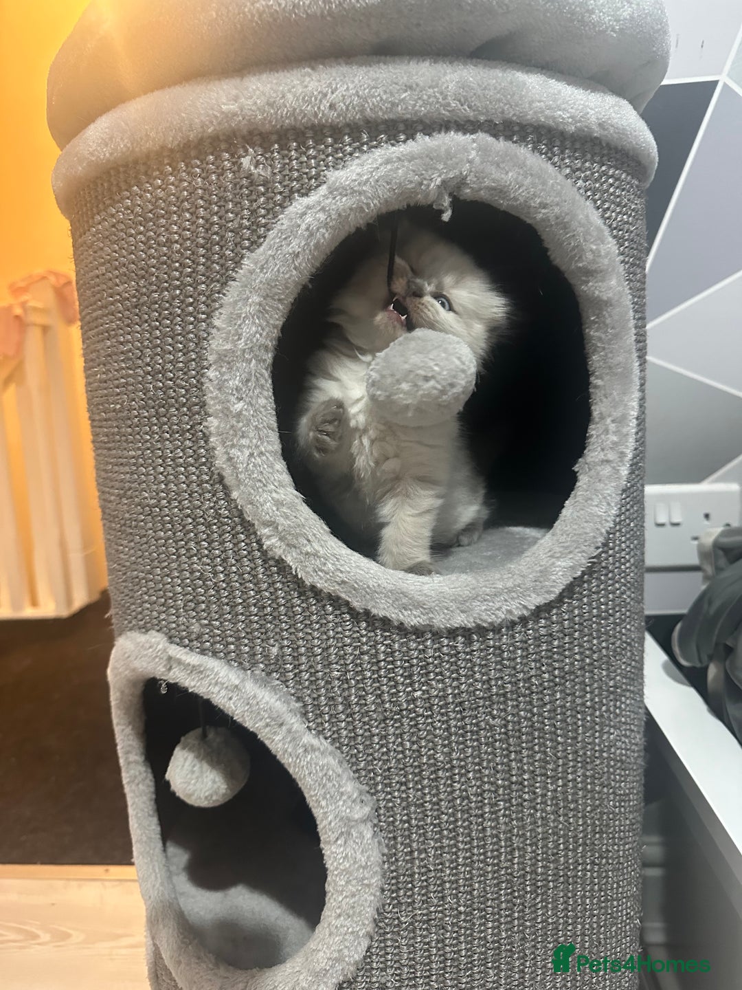 Scottish Fold cats for sale: Adorable playful scottish fold kittens  - Image 30