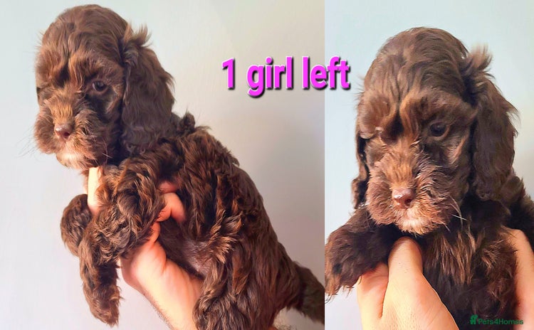 Cockapoo dogs - Advert 16