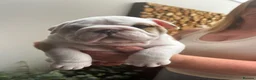 English Bulldog dogs for sale: Excellent Pedigree KC Reg British Bulldog Puppies  - Advert 7