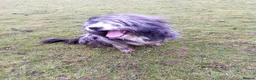 Mixed Breed dogs for sale: Blue Merle Bearded Border Collies - Advert 3